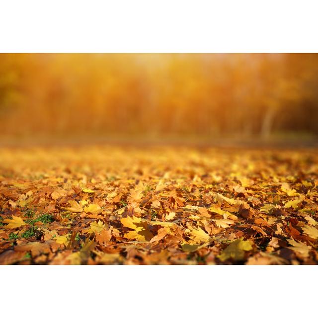 Autumn Leaves Background by Bgfoto - Print 17 Stories Size: 51cm H x 76cm W on Productcaster.