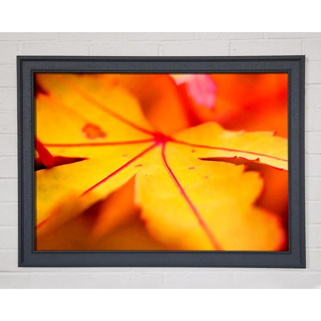 Orange Winter Leaf - Single Picture Frame Art Prints Ebern Designs Size: 21cm H x 29.7cm W on Productcaster.