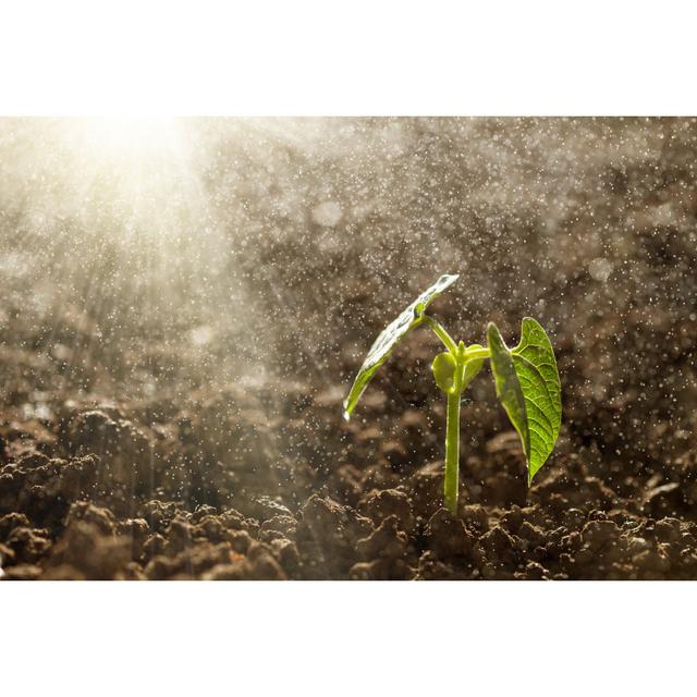 Seedling Sprouting by Vovan13 - Wrapped Canvas Photograph 17 Stories Size: 81cm H x 122cm W on Productcaster.