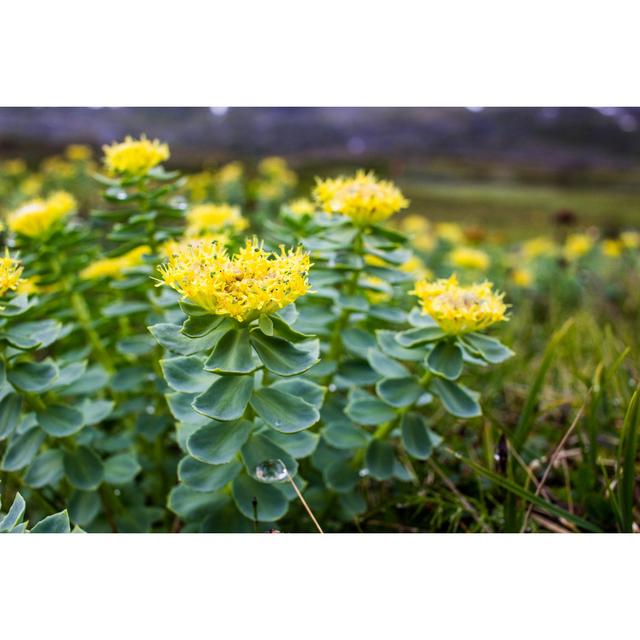 Rhodiola Rosea von LukasLt - Drucken 17 Stories Größe: 120 cm H x 80 cm B on Productcaster.