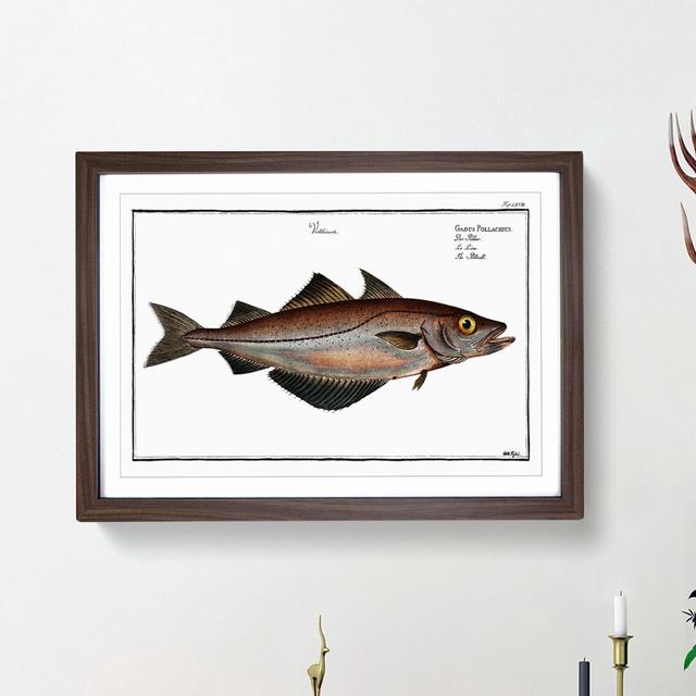 Pollock Fish by M.E. Bloch - Picture Frame Painting Print East Urban Home Size: 48cm H x 65cm W x 2cm D, Frame Option: Walnut Framed on Productcaster.