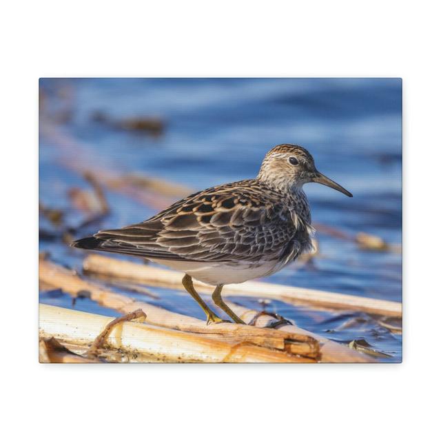 Majestic Sandpiper at the Edge of a Pond Print Animal Wall Art Highland Dunes Size: 30.48cm H x 40.64cm W on Productcaster.