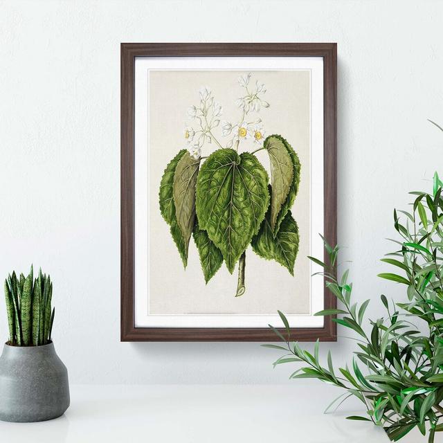 Whau Cork Tree Flowers by Sarah Featon - Picture Frame Painting Print East Urban Home Frame Option: Walnut Framed, Size: 65cm H x 48cm W x 2cm D on Productcaster.