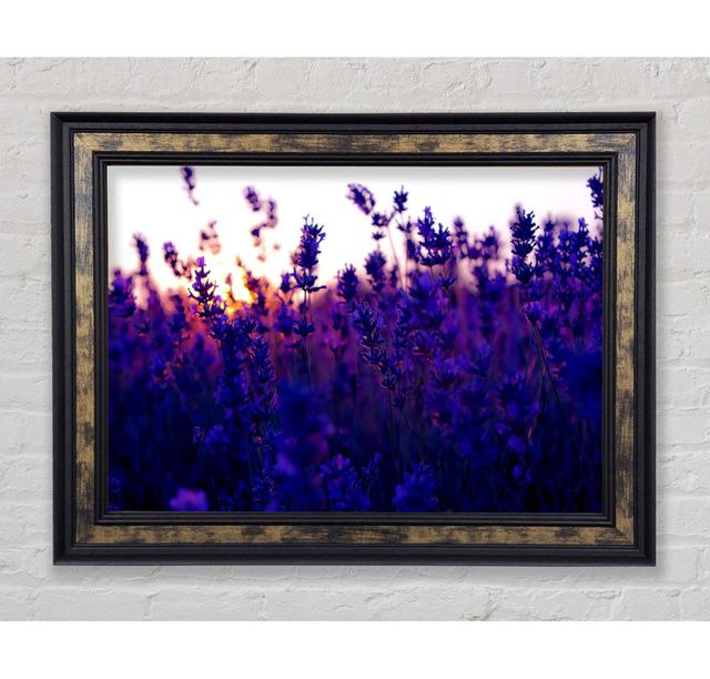 Lavender Field And Sunset - Single Picture Frame Art Prints Bright Star Size: 29.7cm H x 42cm W x 8cm D on Productcaster.