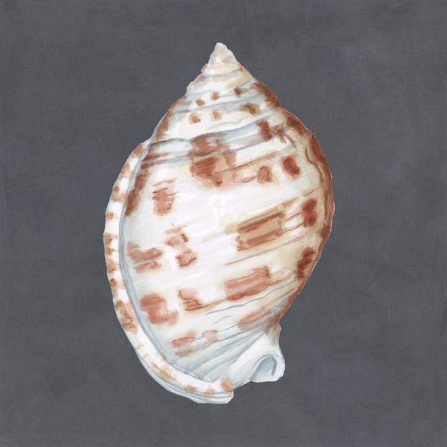 Shell On Slate I House of Hampton Size: 91cm H x 91cm W on Productcaster.