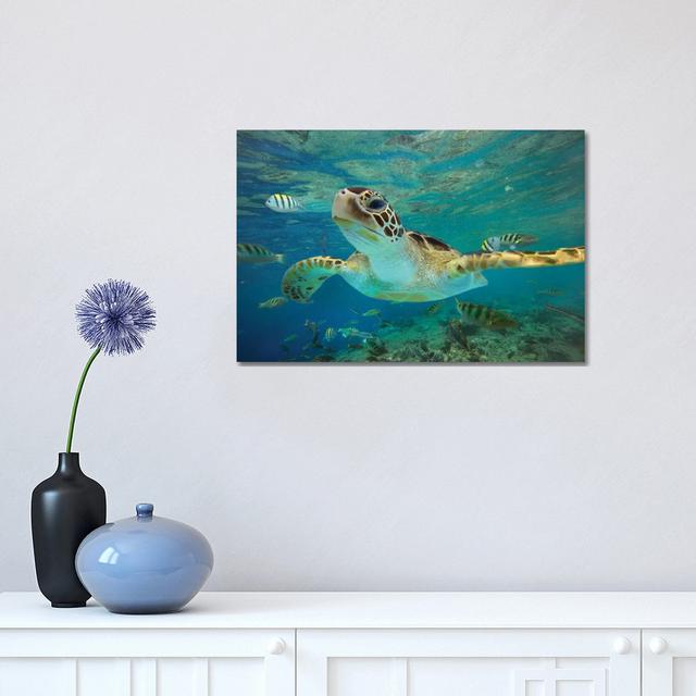 'Green Sea Turtle, Balicasag Island, Philippines Ii' by Dan Hobday - Wrapped Canvas Graphic Art Print Highland Dunes Size: 20.5cm H x 31cm W x 1.9cm D on Productcaster.