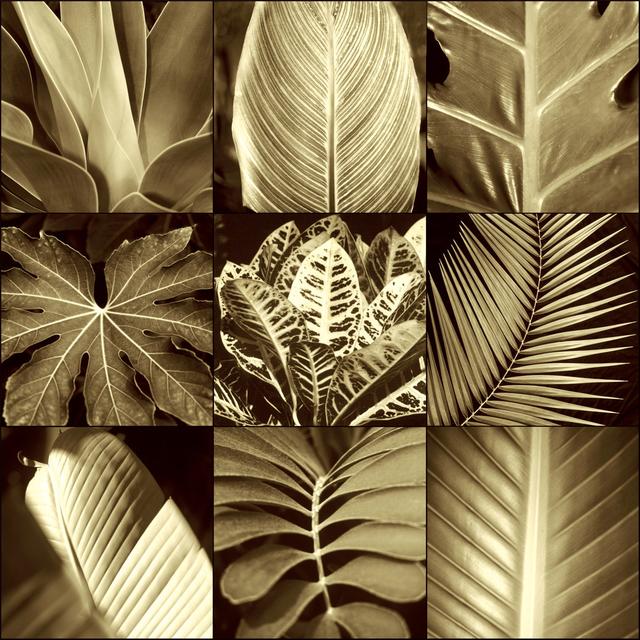 Tropical Leaves Ii by Caroline Kelly - Wrapped Canvas Print 17 Stories Size: 51cm H x 51cm W on Productcaster.