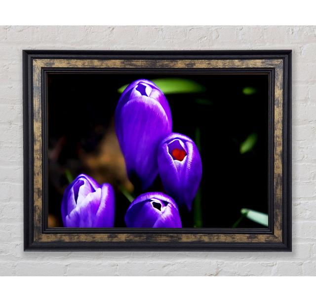 Purple Crocus Delight - Print Bright Star Size: 21cm H x 42cm W x 8cm D on Productcaster.