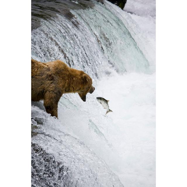 Alaskan Brown Bear by Fishfetish - Wrapped Canvas Photograph Alpen Home Size: 30cm H x 20cm W on Productcaster.