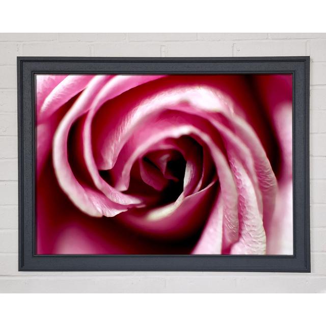 Pink Rose Centre - Single Picture Frame Art Prints Latitude Run Size: 29.7cm H x 42cm W x 1.5cm D on Productcaster.