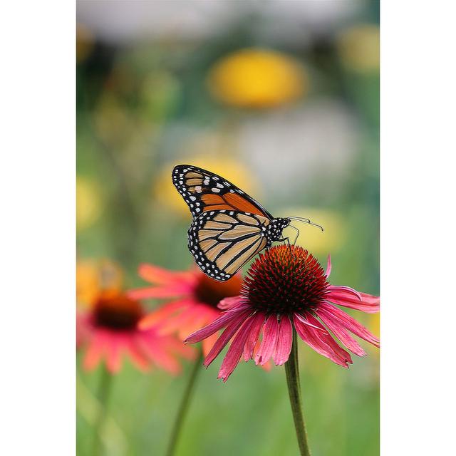 Dawrin Monarch Butterfly On Pink Flower by Mirjana Simeunovich - Wrapped Canvas Photograph Latitude Run Size: 46cm H x 30cm W x 3.8cm D on Productcaster.