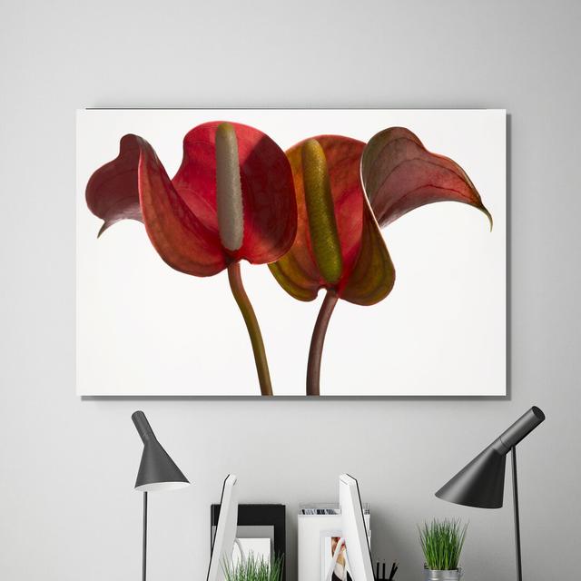 Anthurium on White by Barry Seidman - Wrapped Canvas Photograph Print East Urban Home Size: 71 cm H x 107 cm W x 4 cm D on Productcaster.