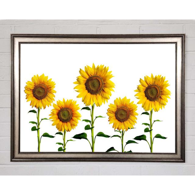 Sunflower Mayhem - Single Picture Frame Art Prints August Grove Size: 84.1cm H x 118.9cm W x 1.5cm D on Productcaster.