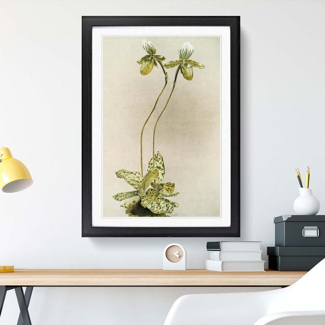 Magnolia Flowers Illustration Tab. 23 by Frederick Sander - Picture Frame Painting Print East Urban Home Frame Option: Black, Size: 76cm H x 50cm W x on Productcaster.