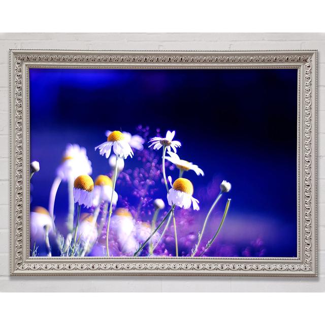 Beautiful Chamomile Flowers - Single Picture Frame Art Prints Bright Star Size: 59.7cm H x 84.1cm W on Productcaster.