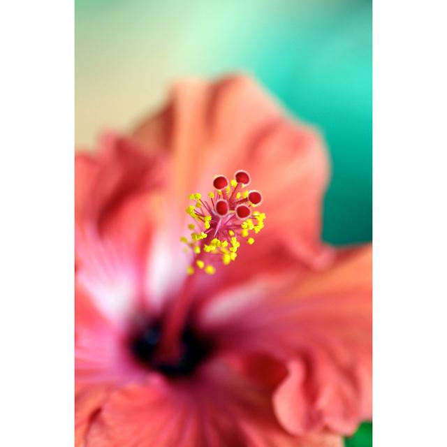 Hibiscus Stamen by Munichgirl - Wrapped Canvas Print 17 Stories Size: 46cm H x 30cm W on Productcaster.