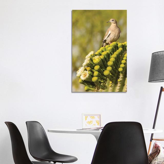 USA, Arizona, Sonoran Desert. White-Winged Dove On Saguaro Cactus. Latitude Run Size: 101.6cm H x 66.04cm W x 1.91cm D on Productcaster.