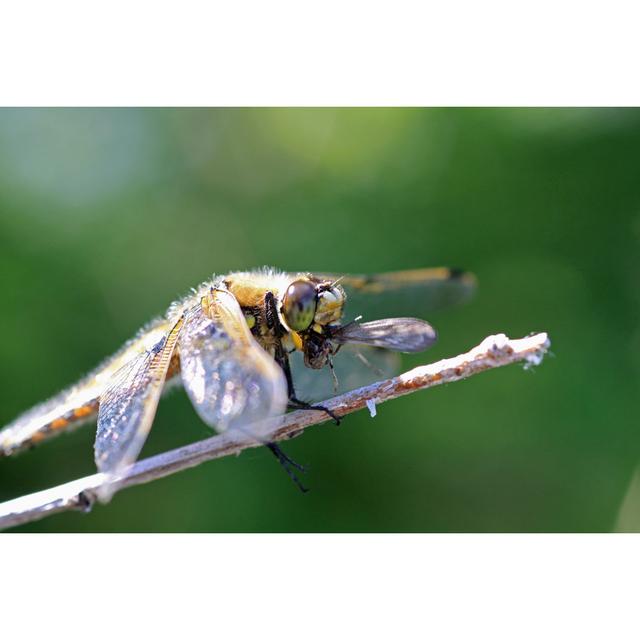 Biehle Dragonfly Eating A Mosquito by Towlake - Wrapped Canvas Print Latitude Run Size: 51cm H x 76cm W x 3.8cm D on Productcaster.