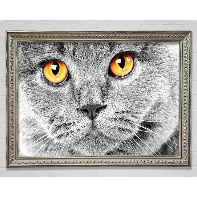 Serious Grey Cat - Print Brayden Studio Format: Silver Framed Paper, Size: 29.7cm H x 42cm W x 3cm D on Productcaster.