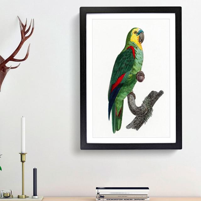 A Turquoise-Fronted Parrot by F. Levaillant - Picture Frame Painting Print on Paper East Urban Home Size: 63cm H x 45cm W x 2cm D, Frame Option: Black on Productcaster.