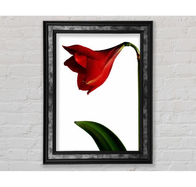 Stunning Red - Single Picture Frame Art Prints Bright Star Size: 42cm H x 29.7cm W x 8cm D on Productcaster.