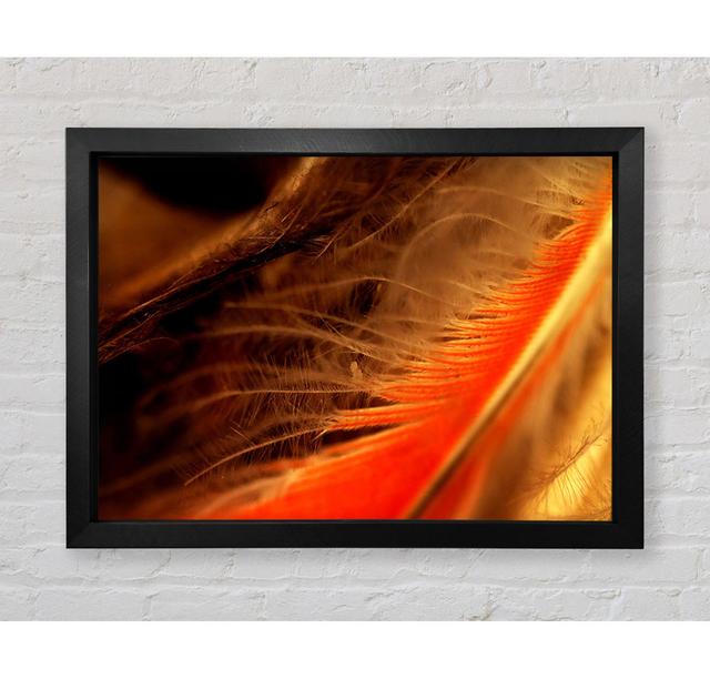 Orange Feather Macro - Print Latitude Vive Size: 42cm H x 59.7cm W x 3.4cm D on Productcaster.