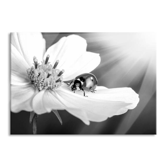 Ladybird on a Flower - Unframed Photograph on Glass Brayden Studio Size: 70cm H x 100cm W x 0.4cm D on Productcaster.