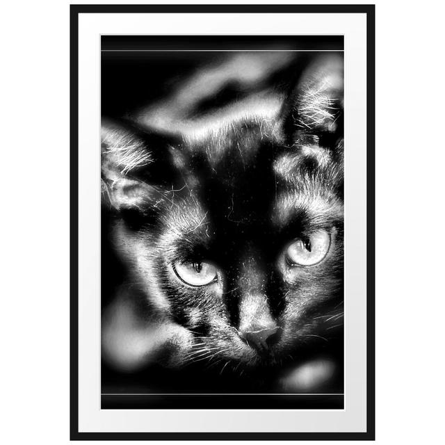 Gerahmtes Poster Schöne schwarze Katze East Urban Home Größe: 100 cm H x 70 cm B on Productcaster.