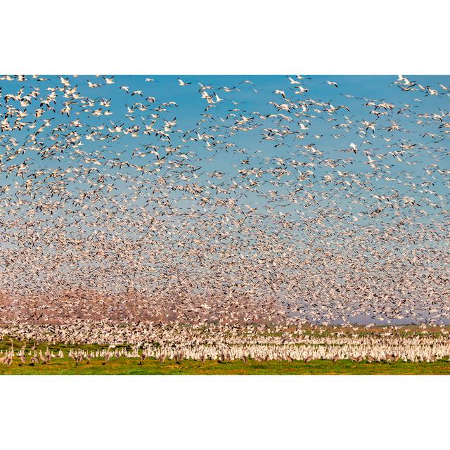 Flock Of Snow Goose Flying - Print 17 Stories Size: 81cm H x 122cm W x 3.8cm D on Productcaster.