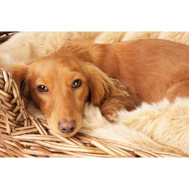 Dachshund by Hannamariah - Wrapped Canvas Photograph Marlow Home Co. Size: 61cm H x 91cm W on Productcaster.