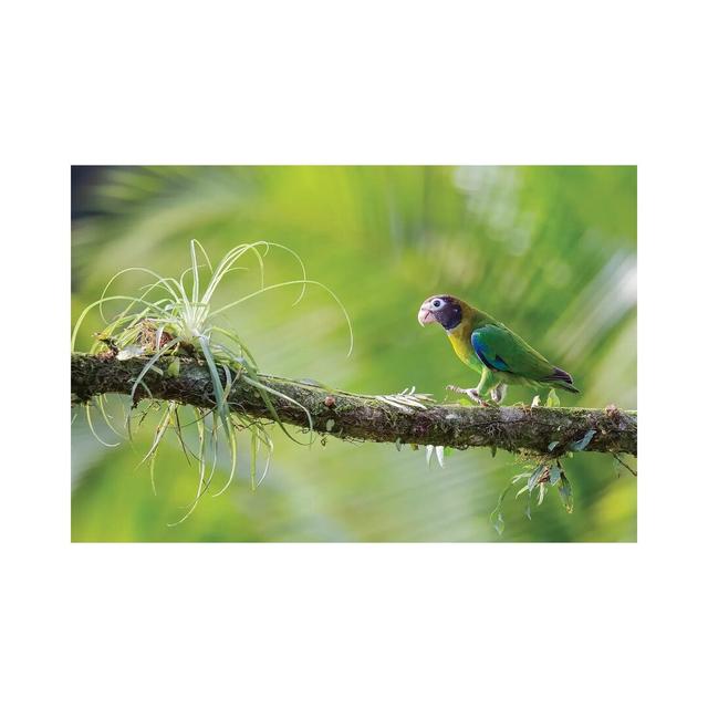 Brown Hooded Parrot In Green by Pascal De Munck - Gallery-Wrapped Canvas Giclée on Canvas 17 Stories Size: 30.48cm H x 45.72cm W x 1.91cm D, Format: N on Productcaster.