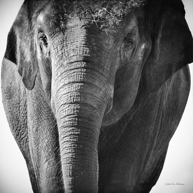 Elephant I No Border by Debra Van Swearingen - Wrapped Canvas Photograph Latitude Run Size: 30cm H x 30cm W x 3.8cm D on Productcaster.