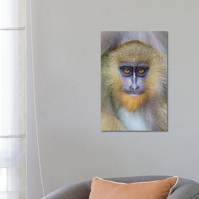 Mandrill Young by Mogens Trolle - Wrapped Canvas Photograph Alpen Home Size: 66.04cm H x 45.72cm W x 3.81cm D on Productcaster.