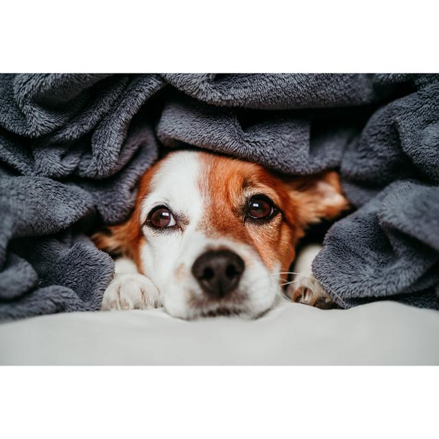 Cute Small Jack Russell Dog Sitting on Bed by Eva Blanco - Wrapped Canvas Photograph Ebern Designs Size: 20cm H x 30cm W x 3.8cm D on Productcaster.