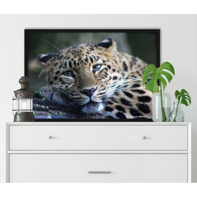 Gerahmtes Poster Resting Leopard ModernMoments Größe: 30 cm H x 38 cm B x 2,5 cm T on Productcaster.