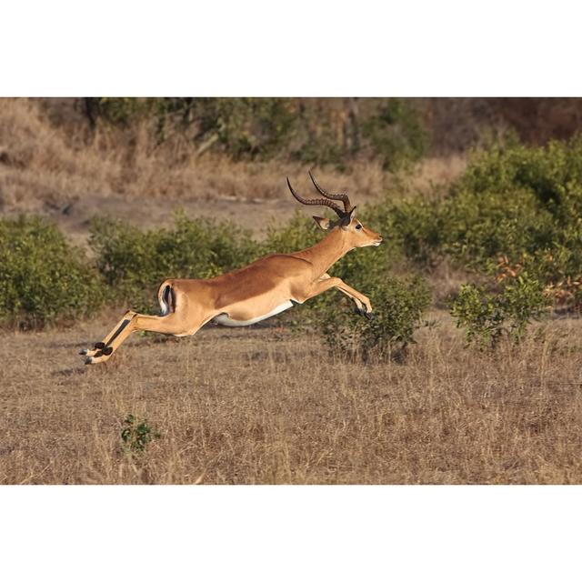 Impala Jump - Wrapped Canvas Photograph Union Rustic Size: 20cm H x 30cm W x 3.8cm D on Productcaster.