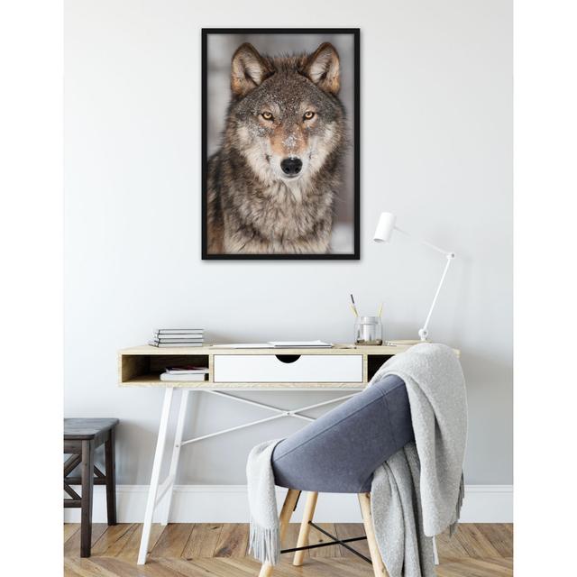 Gerahmtes Foto "Watchful Wolf" Alpen Home Größe: 38 cm H x 30 cm B x 2.5 cm T on Productcaster.