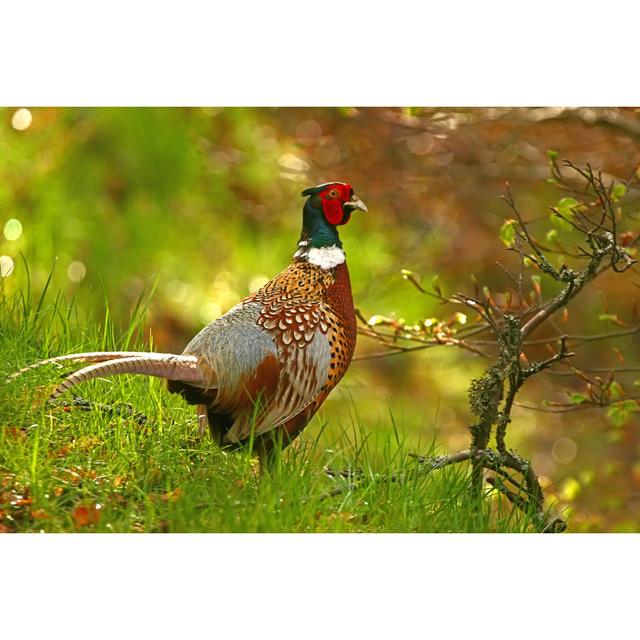 Ring Necked Pheasant by HuntImages - No Frame Print on Canvas 17 Stories Size: 81cm H x 122cm W on Productcaster.