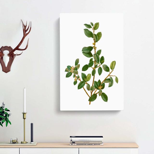 Italian Buckthorn Tree by Pierre-Joseph Redoute - Wrapped Canvas Painting Print East Urban Home Size: 60cm H x 40cm W x 3cm D on Productcaster.