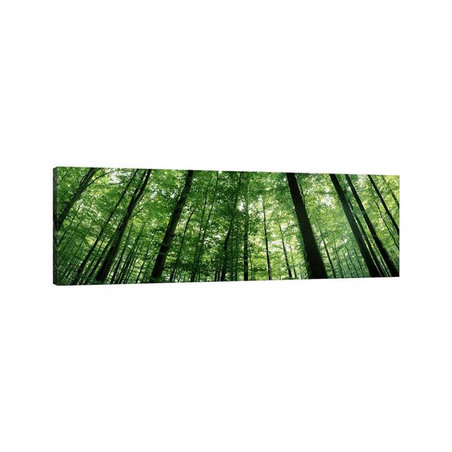 Low Angle View Of Beech Trees, Baden-Wurttemberg, Germany #3 - Wrapped Canvas Panoramic Print Union Rustic Size: 50.8cm H x 152.4cm W x 3.81cm D on Productcaster.