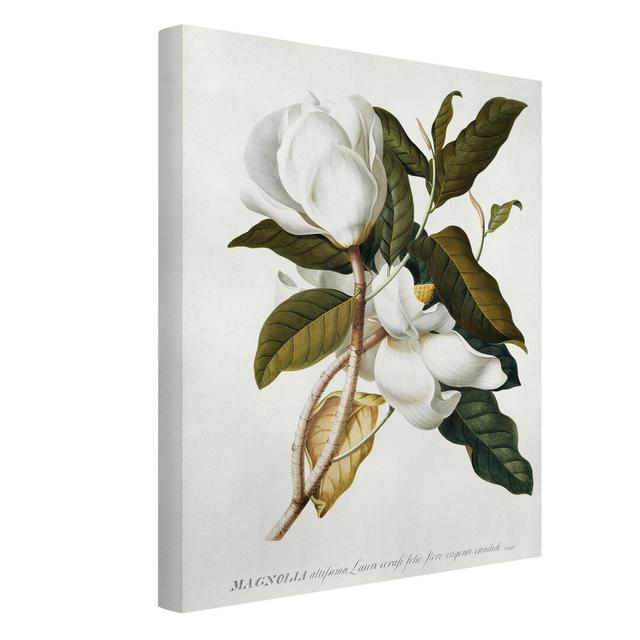 Georg Dionysius Ehret - Magnolia - Wrapped Canvas Graphic Art Rosalind Wheeler Colour: White, Format: Canvas 260g/m², Size: 100cm H x 75cm W on Productcaster.