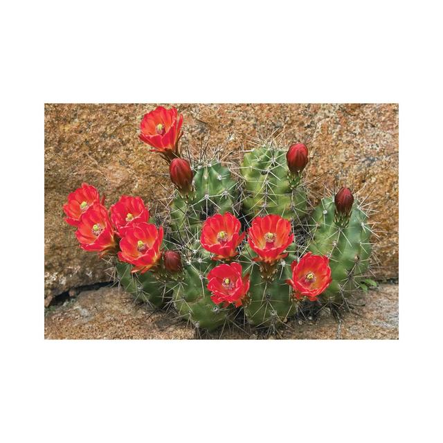 Claret Cup Cactus Flowering, Utah by Tim Fitzharris - Wrapped Canvas Photograph Latitude Run Size: 101.6cm H x 152.4cm W x 3.81cm D on Productcaster.