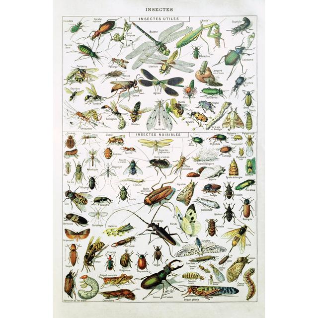 19Th Century Insects by Gwengoat - Wrapped Canvas Print Brambly Cottage Size: 122cm H x 81cm W on Productcaster.