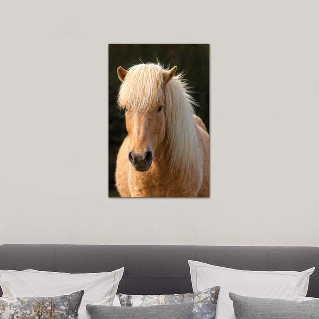 Iceland. Icelandic Horse In Sunset Light IV - Wrapped Canvas Print Alpen Home Size: 66.04cm H x 45.72cm W x 3.81cm D on Productcaster.