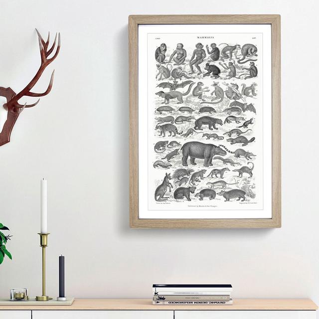 Study of Mammals LII by Oliver Goldsmith - Picture Frame Drawing Print East Urban Home Frame Option: Oak Framed, Size: 65cm H x 48cm W x 2cm D on Productcaster.