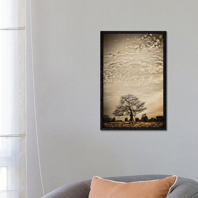 Baobab Hierarchy I by Klaus Tiedge - Photograph Print on Canvas Latitude Run Format: Black Framed, Size: 66.04cm H x 45.72cm W x 3.81cm D on Productcaster.