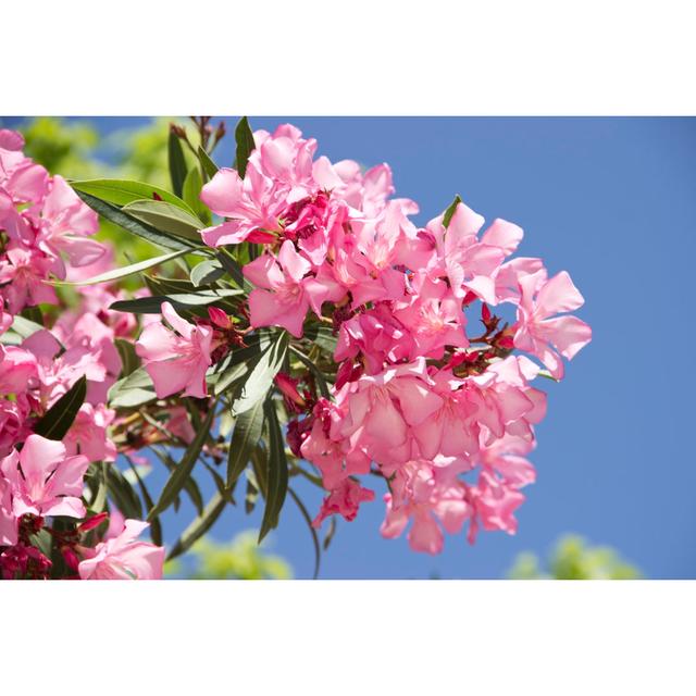 Pink Oleander by Studio Images - Wrapped Canvas Photograph 17 Stories Size: 51cm H x 76cm W on Productcaster.