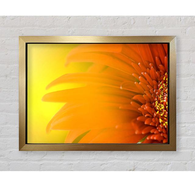 Orange Flower Mist - Einzelner Bilderrahmen Kunstdrucke Bright Star Größe: 84,1 cm H x 118,9 cm B on Productcaster.