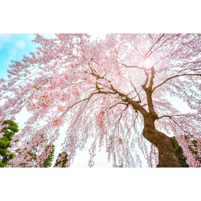 Cherry Blossom In Hirosaki - Wrapped Canvas Print 17 Stories Size: 20cm H x 30cm W on Productcaster.