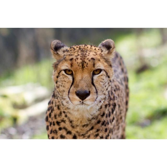 Cheetah Portrait by Ben Landy - Wrapped Canvas Print 17 Stories Size: 61cm H x 91cm W on Productcaster.